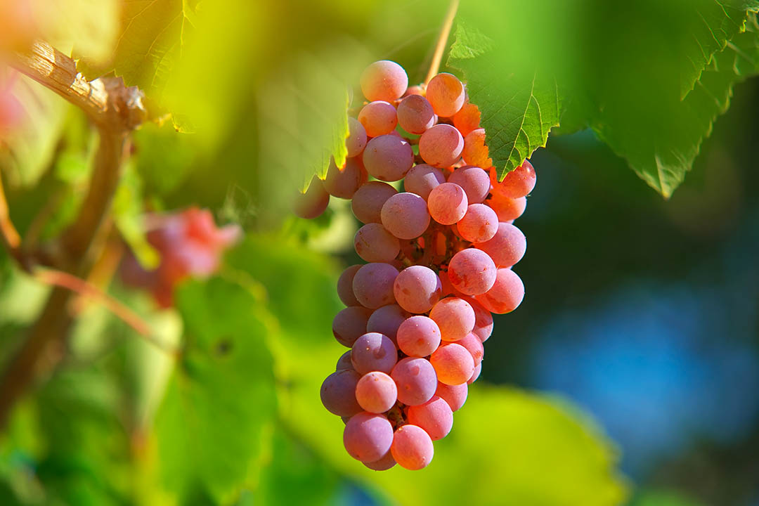 Hig fructose fruit - grapes