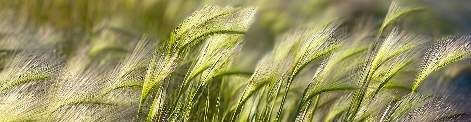 Fibre may be the missing key to reducing hay fever symptoms